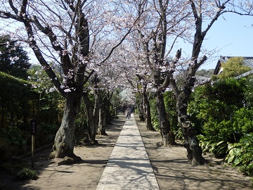 極楽寺参道の桜