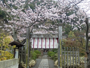 明王院の桜