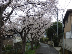 滑川沿いの桜