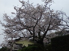 光触寺の桜