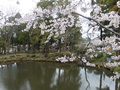 白鷺池の桜
