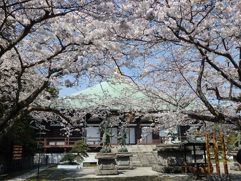 帝釈堂と桜