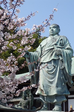 日蓮大聖人像と桜