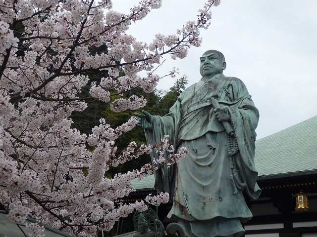 日蓮大聖人像と桜