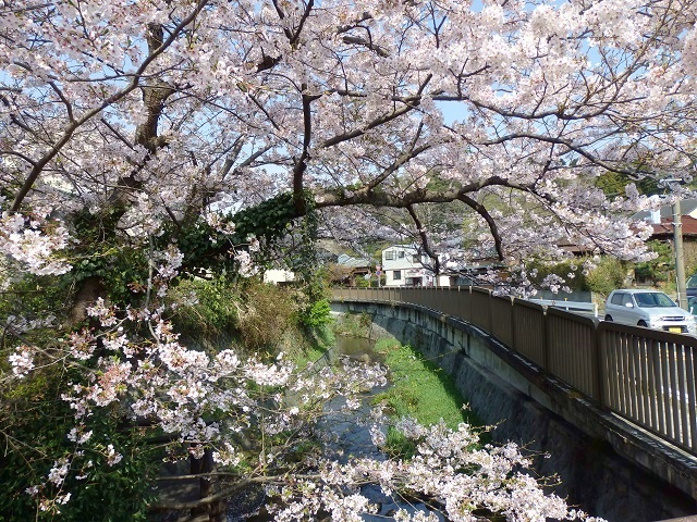 華ノ橋の桜