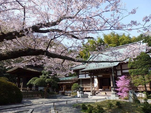 報国寺の桜