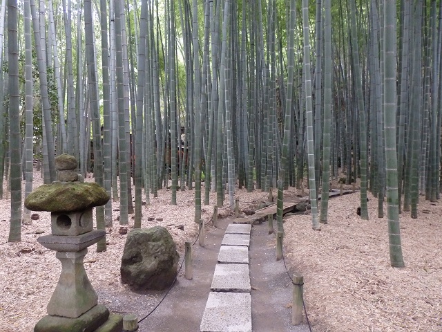 報国寺・竹の庭