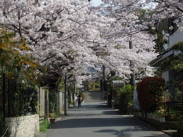 浄妙寺参道の桜