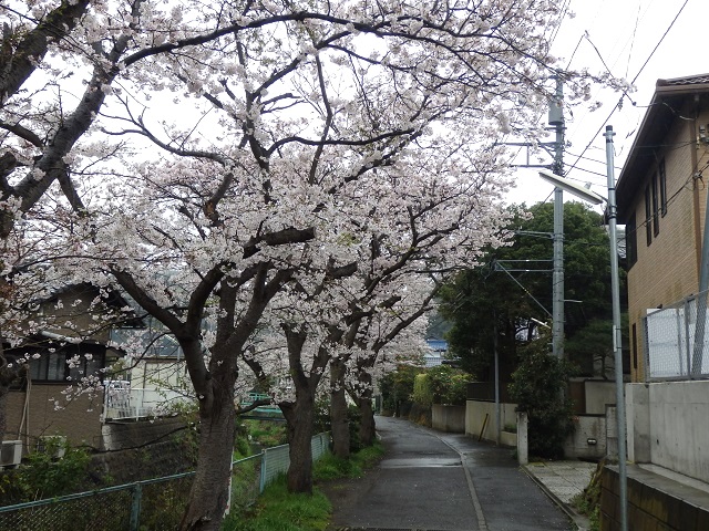 大江廣元邸址の桜