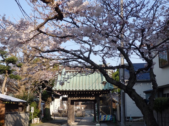 妙隆寺の山門と桜