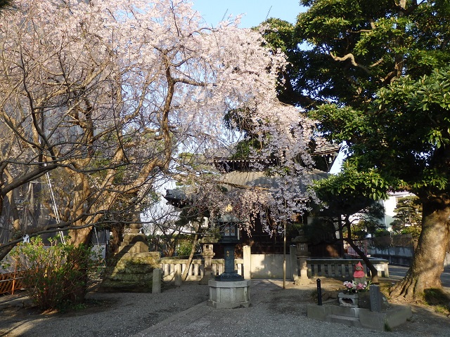 本覚寺の枝垂桜