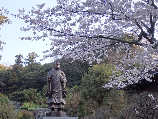 妙本寺の日蓮像と桜