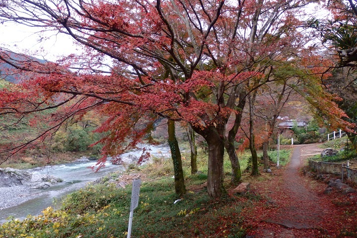 鵜の瀬橋付近の紅葉
